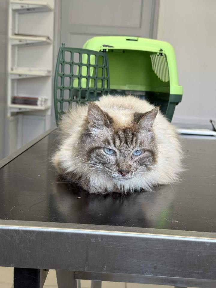 chatte en consult
